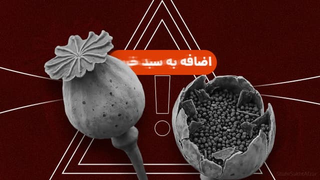 فروش شوکهکننده بذر و ابزار برداشت مواد مخدر در یکی از پلتفرمهای مشهور!